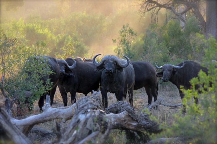 Migration des Gnous
