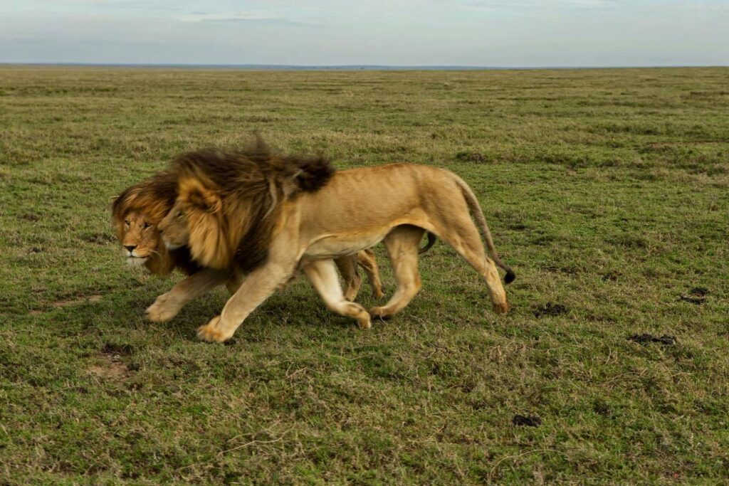 Guide de safari francophone en Tanzanie
