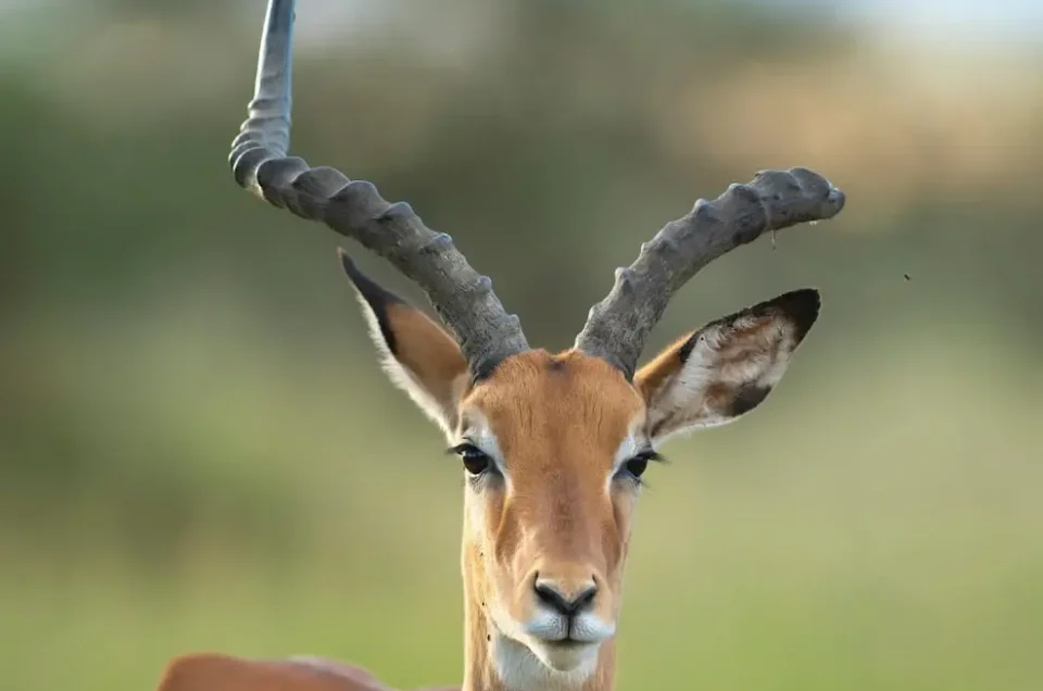 antilope gazelle du Serengeti