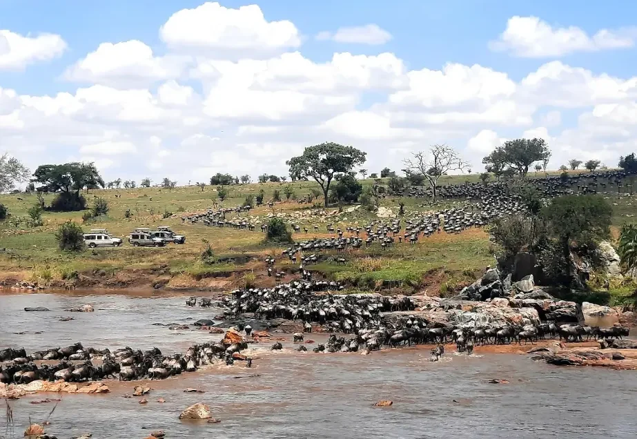 grande migration des gnous du Serengeti