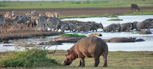 hippopotames du parc national du lac Manyara
