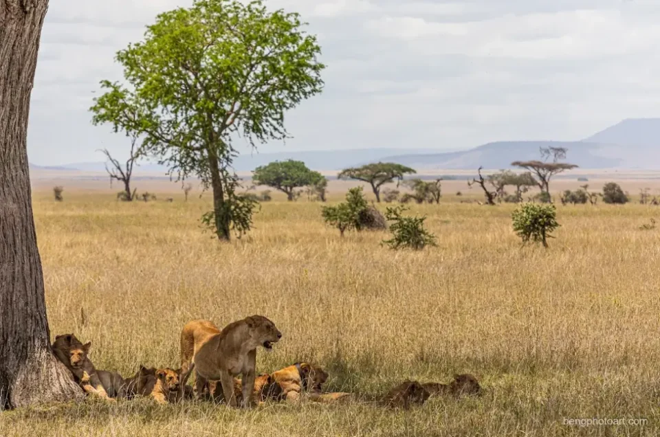 lion du Serengeti au repos