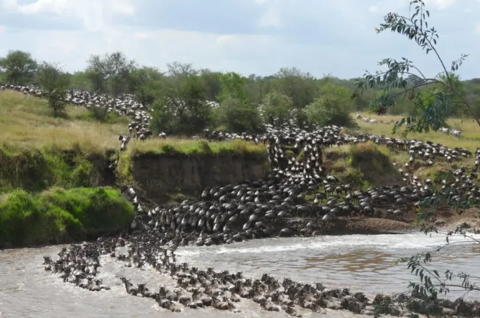 traversée de rivière lors de la grande migration dans le Serengeti