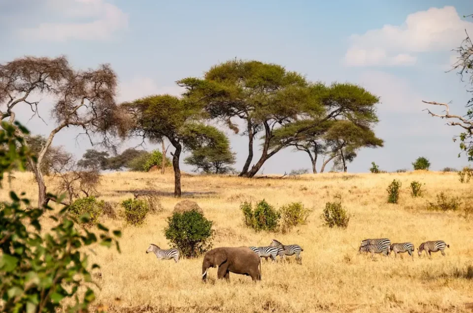 troupeau de zèbres à Tarangire, Tanzanie