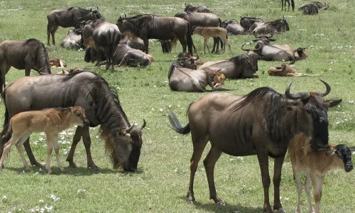 5 Jours de Safari en Tanzanie pendant la Saison des Naissances