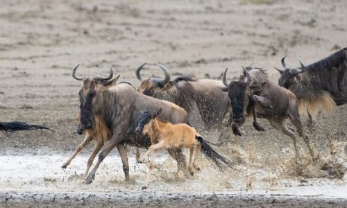5-Jours de Safari en Tanzanie pendant la Saison des Naissances