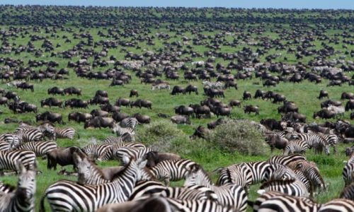 5 Jours de Safari en Tanzanie pendant la Saison des Naissances