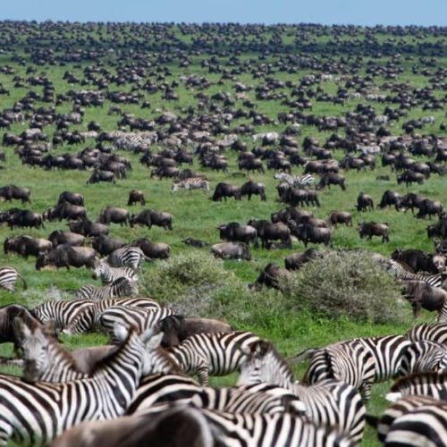5 Jours de Safari en Tanzanie pendant la Saison des Naissances