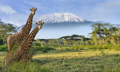 Amboseli