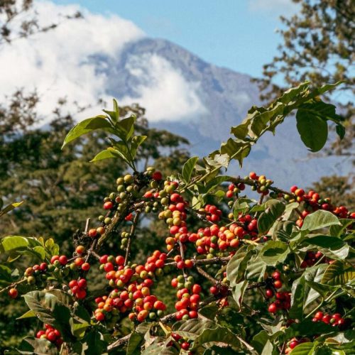 Tour de la plantation de café dans le Parc National d’Arusha