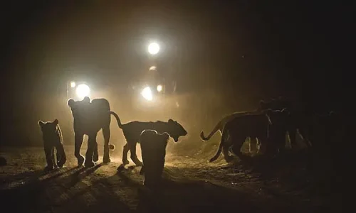 Aventure Nocturne avec les Lions du Lac Manyara
