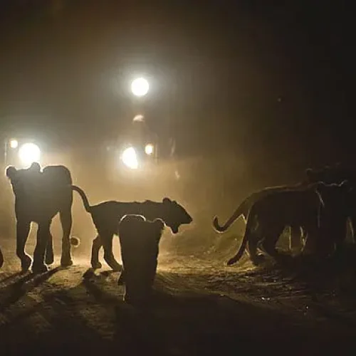 Aventure Nocturne avec les Lions du Lac Manyara