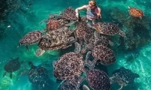 Aventure de snorkeling à Mnemba Atoll, Zanzibar