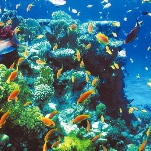 Blue Lagoon Snorkeling - Zanzibar