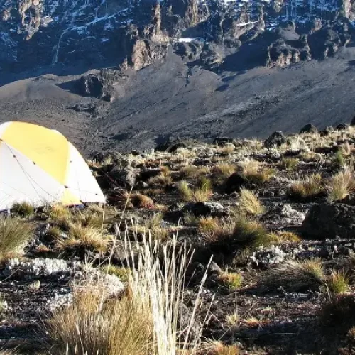 Buffalo Camp, Kilimandjaro