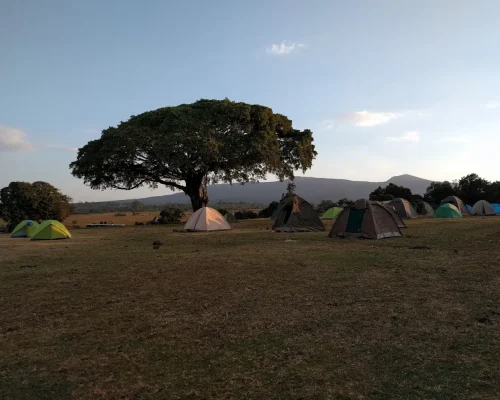 Camping Simba