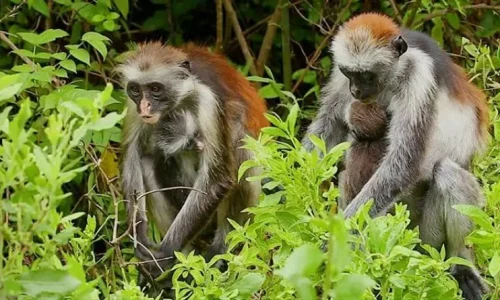 Colobe rouge de Zanzibar dans la forêt de Jozani