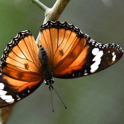 Découvrez la biodiversité au Butterfly Centre de Zanzibar