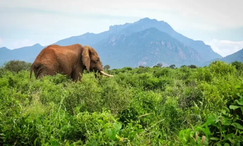Elephant-in-Tsavo-National Park