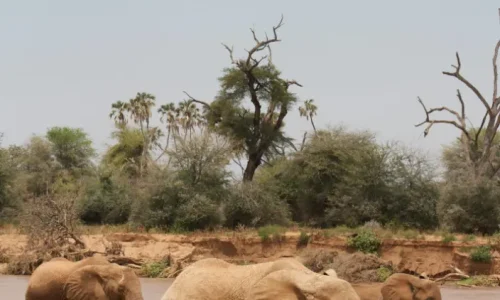 Elephants-of-Tarangire.webp