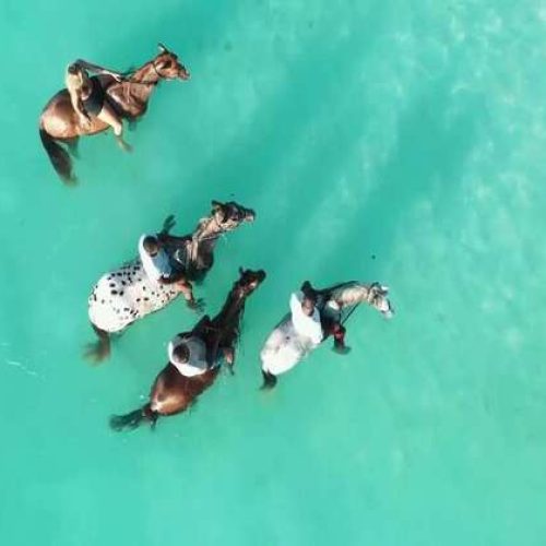 Équitation sur la Plage à Zanzibar