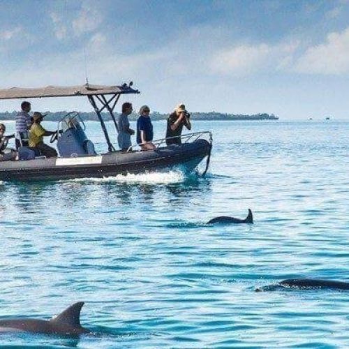 Excursion pour voir les dauphins à Kizimkazi