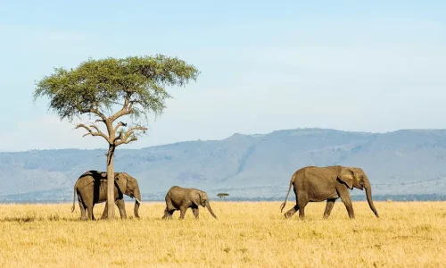 Expérience safari confort au parc national du Ngorongoro
