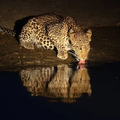 Faune Nocturne au Lac Manyara