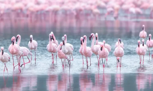 Flamants roses au lac Nakuru
