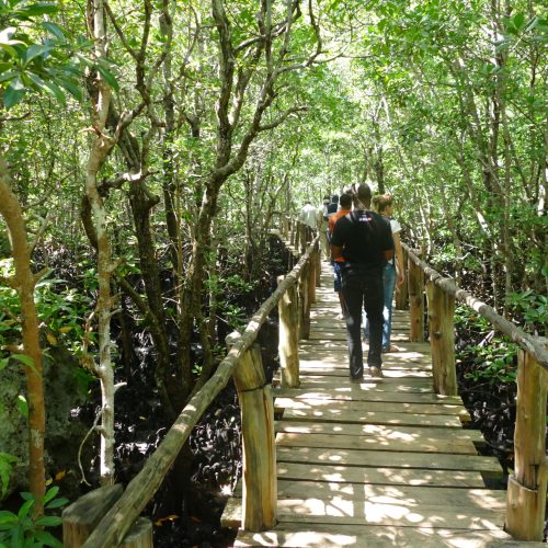 Forêt de Jozani à Zanzibar-