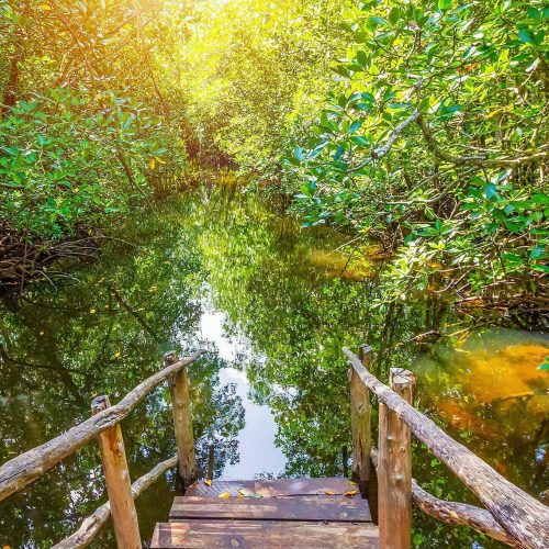 Forêt de Jozani à Zanzibar