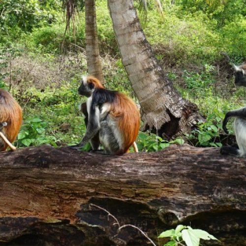 Forêt de Jozani à Zanzibar