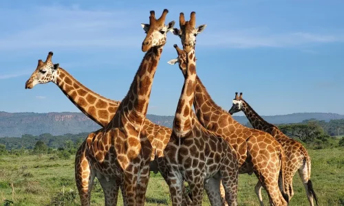 Girafe au lac Nakuru