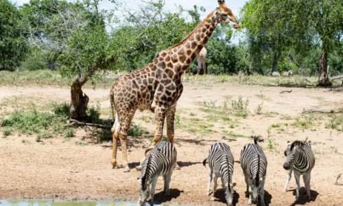 Giraffe-and-zebra-at-tarangire-river.webp