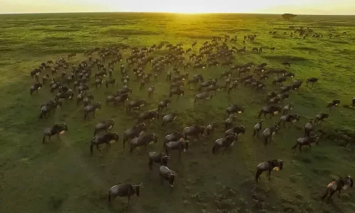Grande Migration Serengeti, Tanzanie