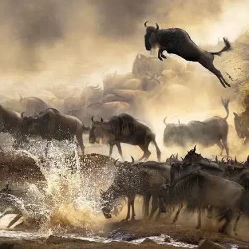 Grande migration des gnous aperçue lors d'un safari de dernière minute