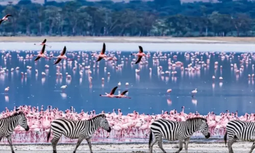 Groupe de zèbres et flamants roses au lac Naivasha