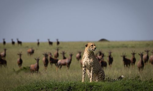 Guépard pendant le safari au Kenya, dans la réserve Masai Mara