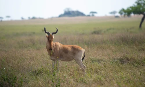 Hartebeests antelopeon grazing in serengeti-national park
