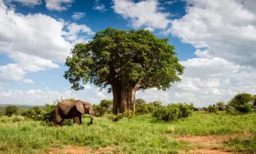 Home-of-Giant-Baobabs-and-Elephants-Tarangire-National-Park