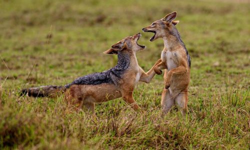 Jackals- Masai mara