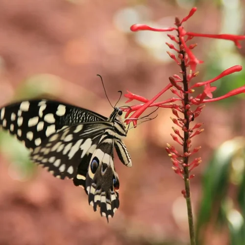 Jardin des papillons à Zanzibar