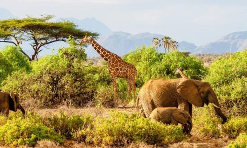 samburu-national-reserve-banner