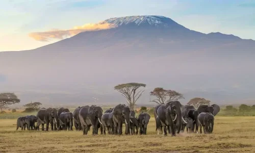 Les éléphants d’Amboseli