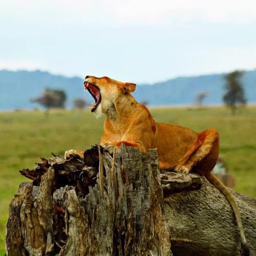 Lion_ngorongoro