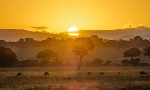 Masai Mara au coucher du soleil