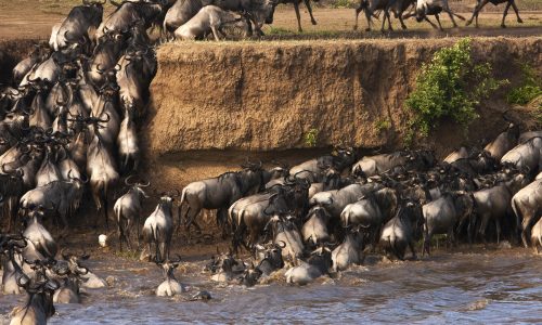 Migration des gnous - Réserve nationale du Masai Mara - Kenya