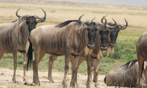 Migration des gnous dans le Masai Mara