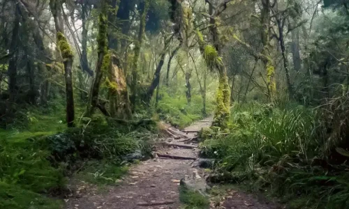 Mt-Kilimanjaro