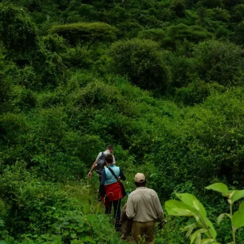 Mto-wa-mbu-randonnee-faune